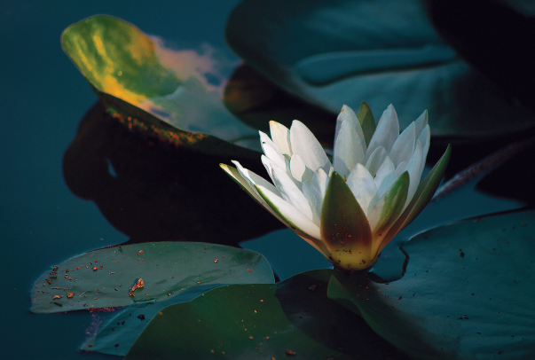 Xả - 捨 - Equanimity