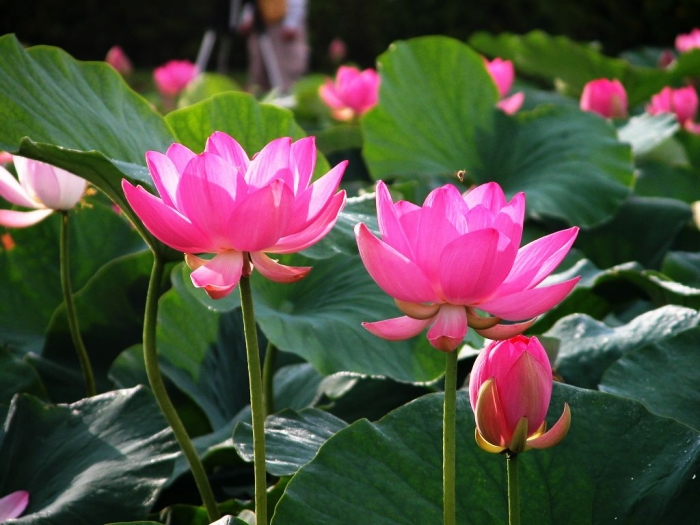 Ý nghĩa hoa sen trong Phật giáo