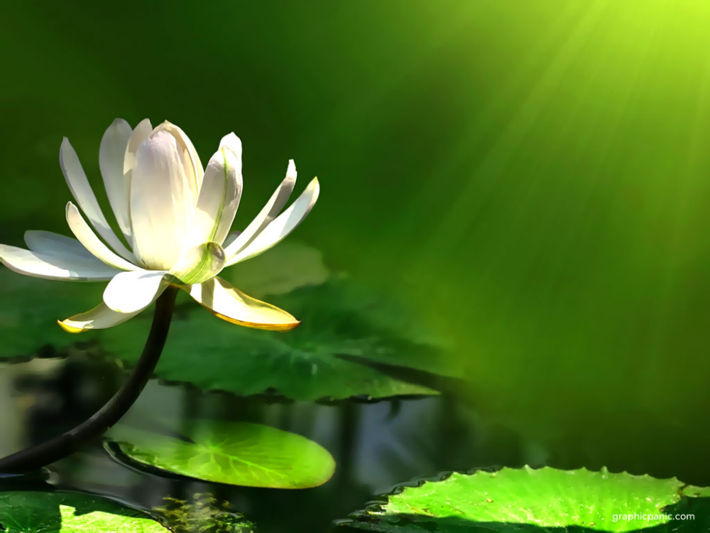 Người tu Phật là người tìm về nguồn an lạc giải thoát