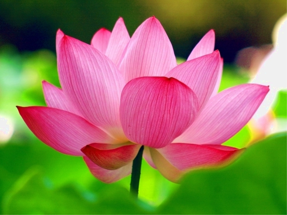 Tâm không vướng mắc