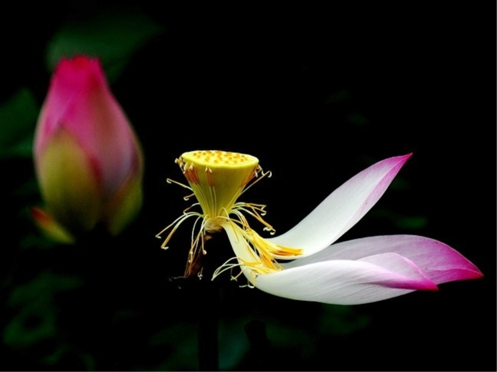 CÁI CHẾT (Vô Thường)